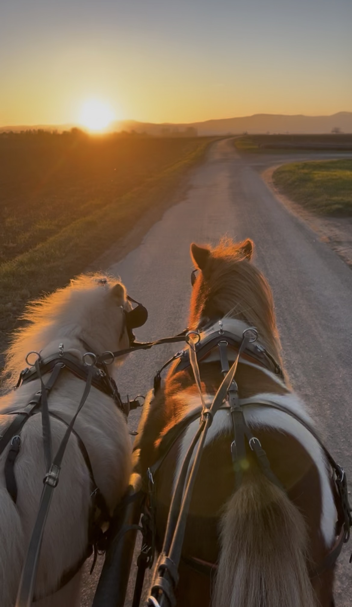 Ponybande-pfalz.de Sundowner Spass mit Ponys